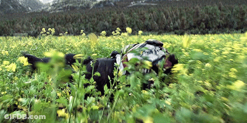 Bearded Man In Black Shirt And Jacket GIF