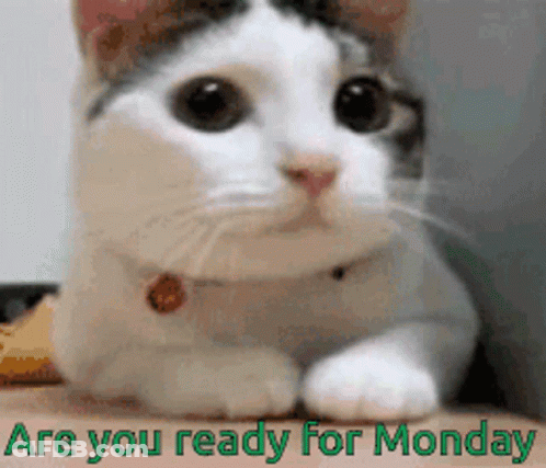 Bearded Man In Hat Saying Not Monday GIF