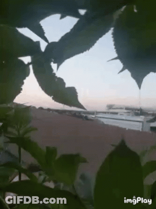 Bearded Man Lurking GIF