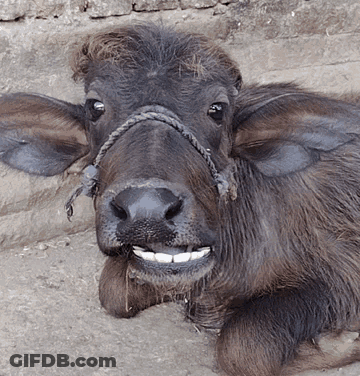 Bearded Man With Tattoos Lying On Bed GIF