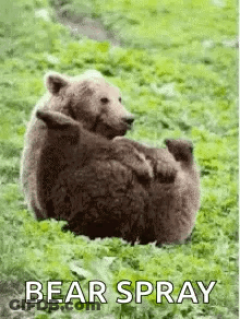 Bears Laying In Grass GIF