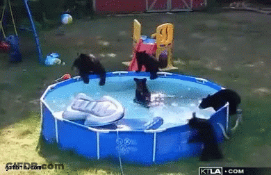 Bears Playing In Pool GIF