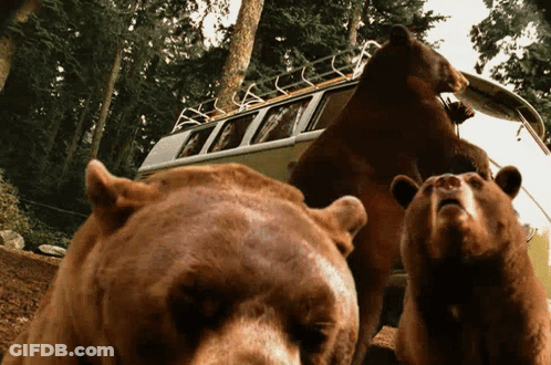 Bears Standing In Front Of Van With Kayak GIF