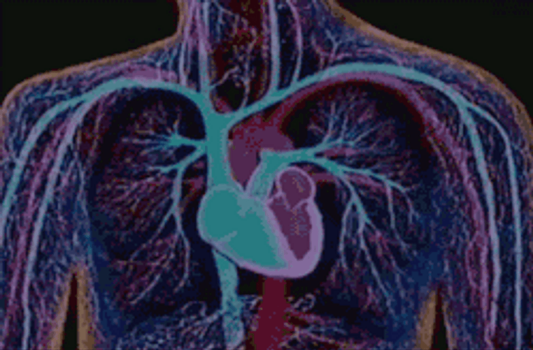 Beating Heart Human Anatomy Animation GIF