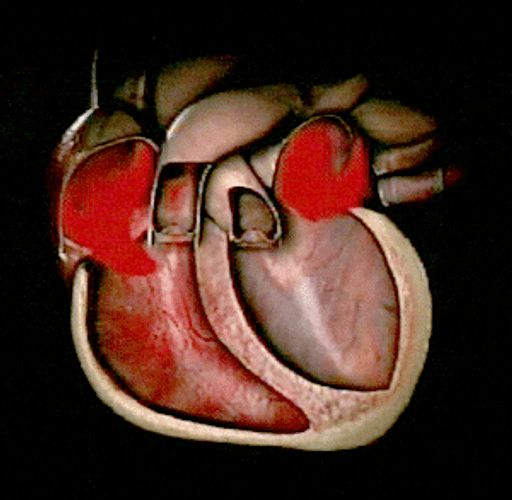 Beating Heart Human Anatomy Blood Flow Animation GIF