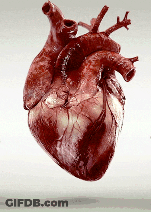 Beating Human Heart 3D Real Animation GIF