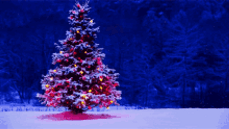 Beautiful Christmas Tree Merry Christmas Greeting GIF