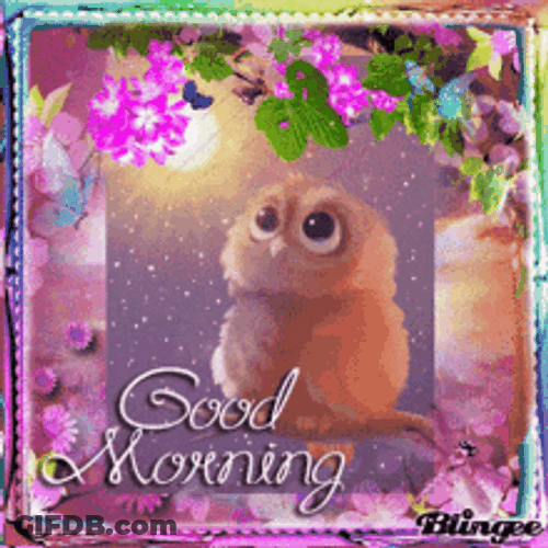 Beautiful Cute Good Morning Owl GIF