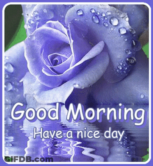 Beautiful Cute Good Morning Purple Rose GIF