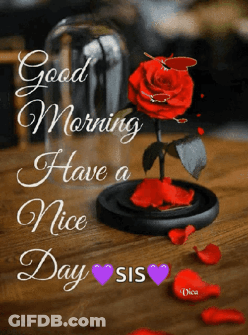Beautiful Cute Good Morning Red Rose GIF