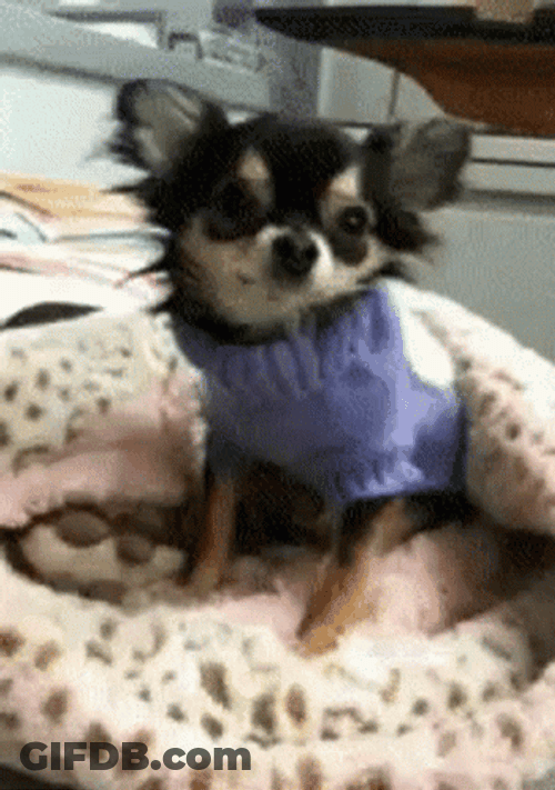 Beautiful Eyes Smile Dog Cute Animal GIF
