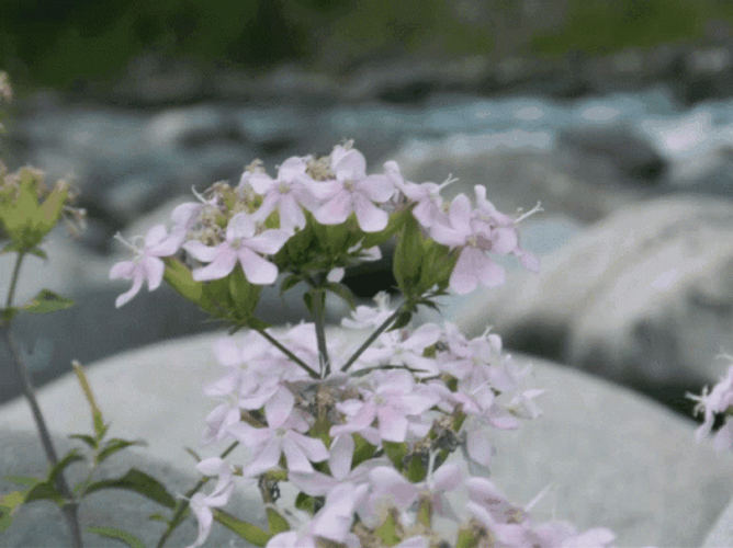 Beautiful Flower Happy Sabbath GIF