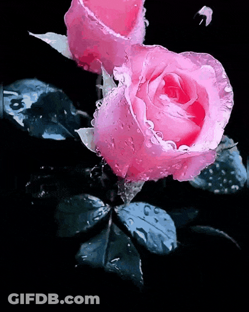 Beautiful Flowers Fresh Pink Roses GIF