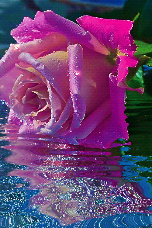 Beautiful Flowers Glittering Sparkling Pink Rose GIF