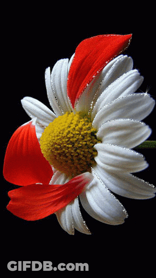 Beautiful Flowers Petals Falling Common Daisy GIF