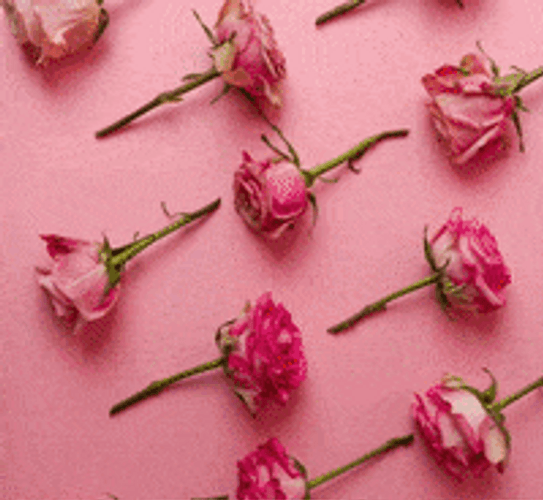Beautiful Flowers Pink Peach Roses GIF