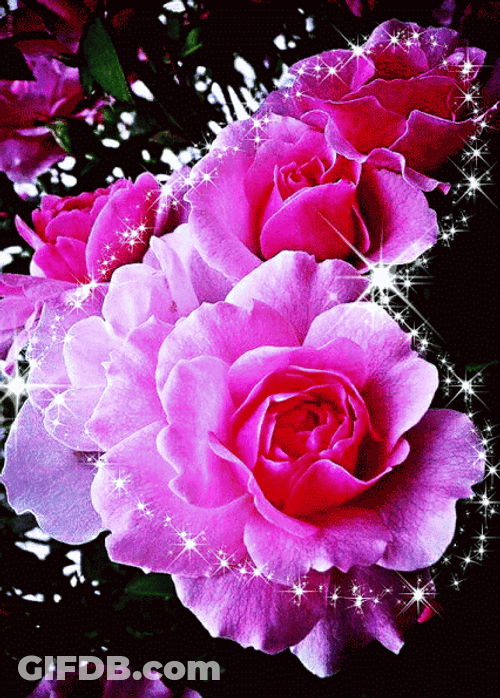 Beautiful Flowers Pink Roses Glitter GIF