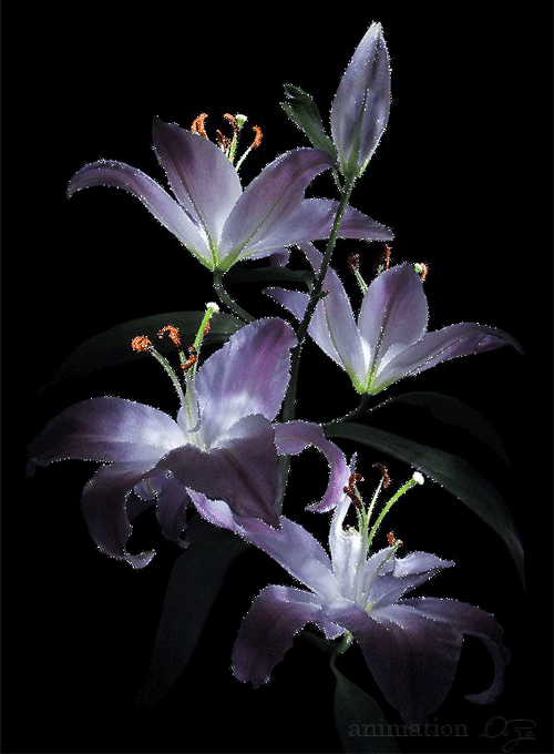 Beautiful Flowers Purple Madonna Lilly GIF