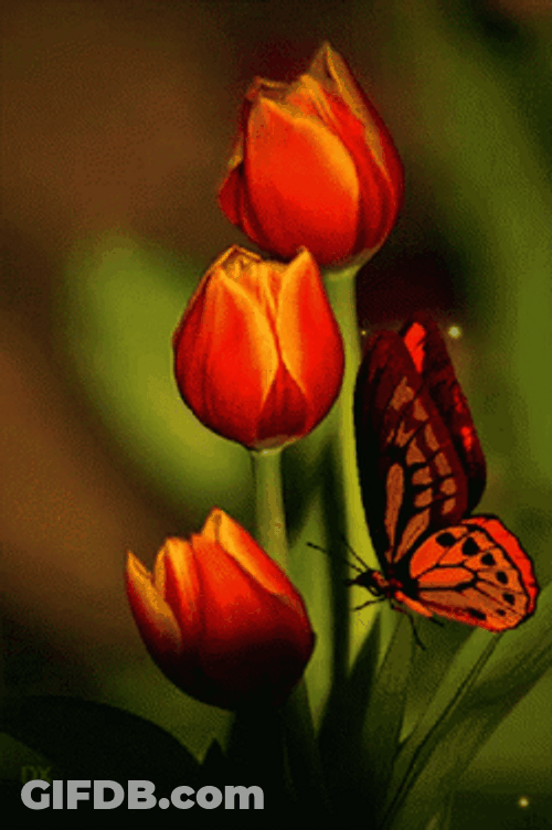 Beautiful Flowers Red Tulips Butterfly GIF