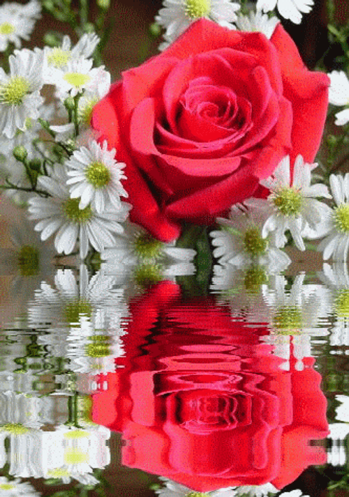 Beautiful Flowers Rose Daisy Reflection GIF