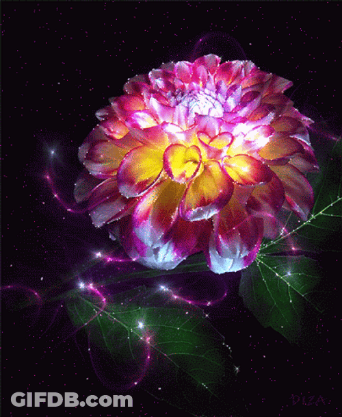 Beautiful Flowers Sparkling Glowing Dahlia GIF