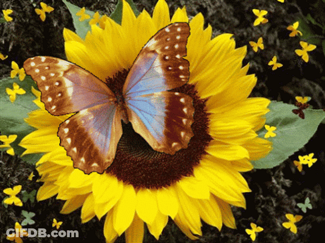 Beautiful Flowers Sunflowers Butterflies GIF