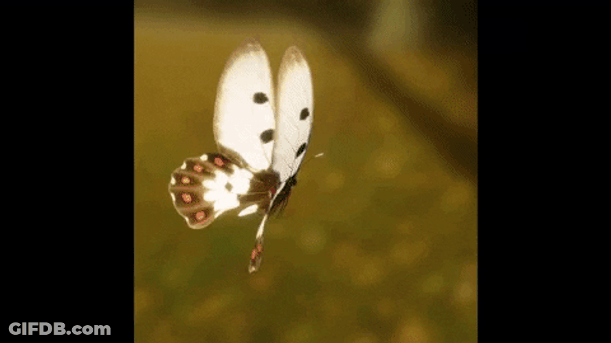 Beautiful Flying Butterfly Flower Field GIF