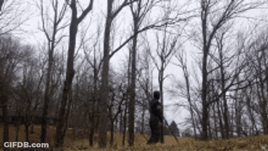 Beautiful Forest Tree Falling GIF