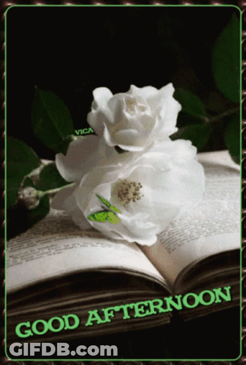 Beautiful Good Afternoon Aesthetic Book Flower GIF