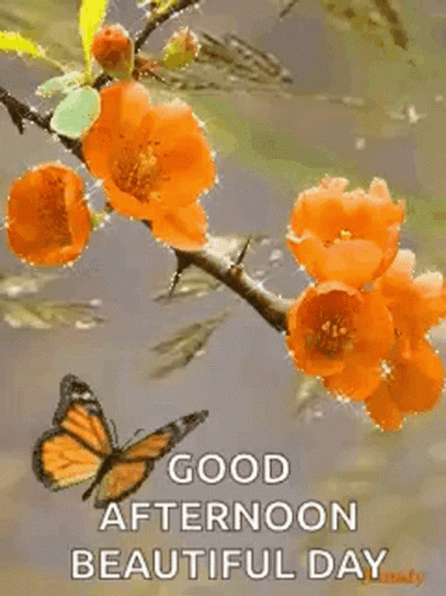 Beautiful Good Afternoon Orange Flowers Butterfly GIF
