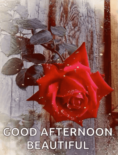 Beautiful Good Afternoon Sparkling Red Rose GIF