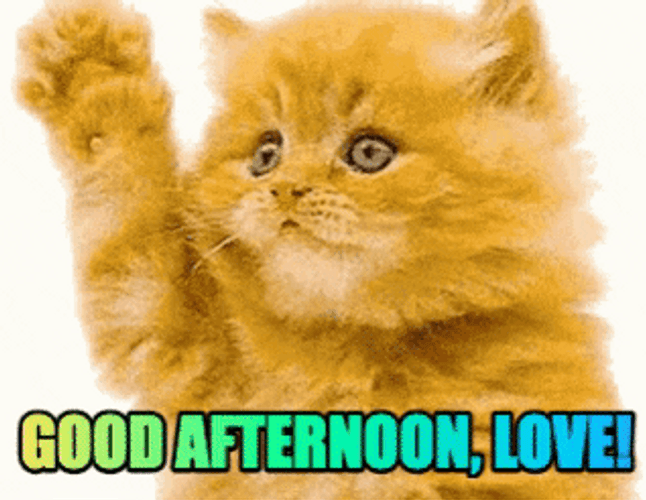 Beautiful Good Afternoon Waving Cat GIF