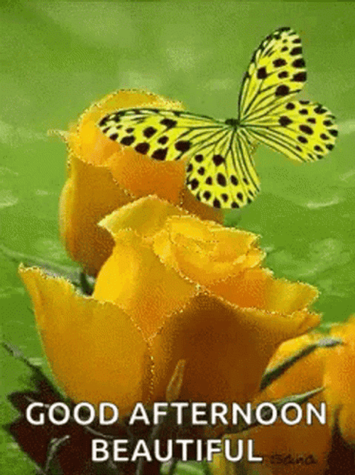 Beautiful Good Afternoon Yellow Butterfly Flowers GIF