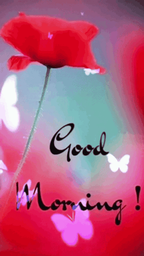 Beautiful Good Morning Fresh Rose And Butterflies GIF
