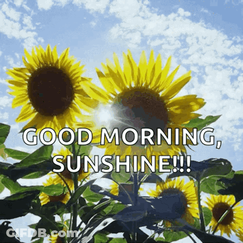 Beautiful Good Morning Sunflowers GIF