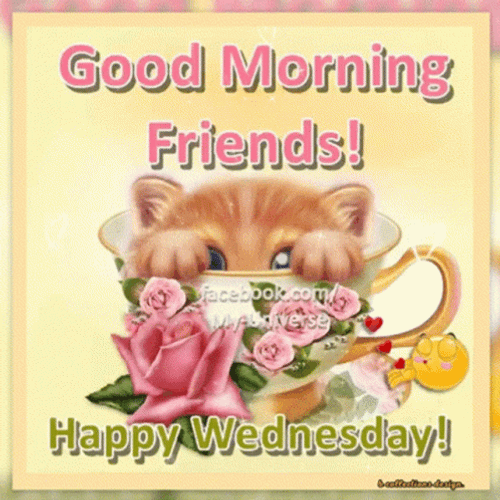 Beautiful Good Morning Wednesday Friends And Cat GIF