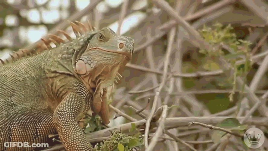 Beautiful Grumpy Lizard Happy Birthday GIF