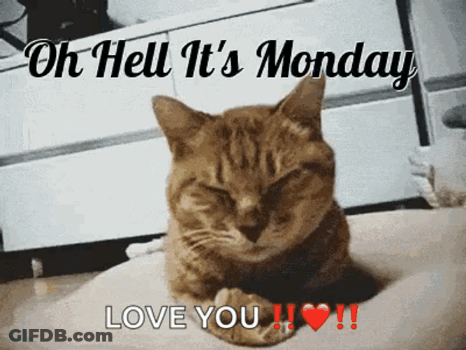 Beautiful Happy Monday Cute Cat GIF