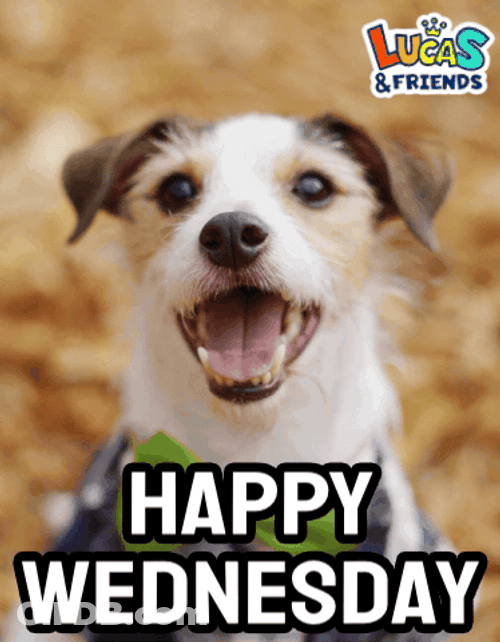 Beautiful Happy Wednesday Doggy GIF
