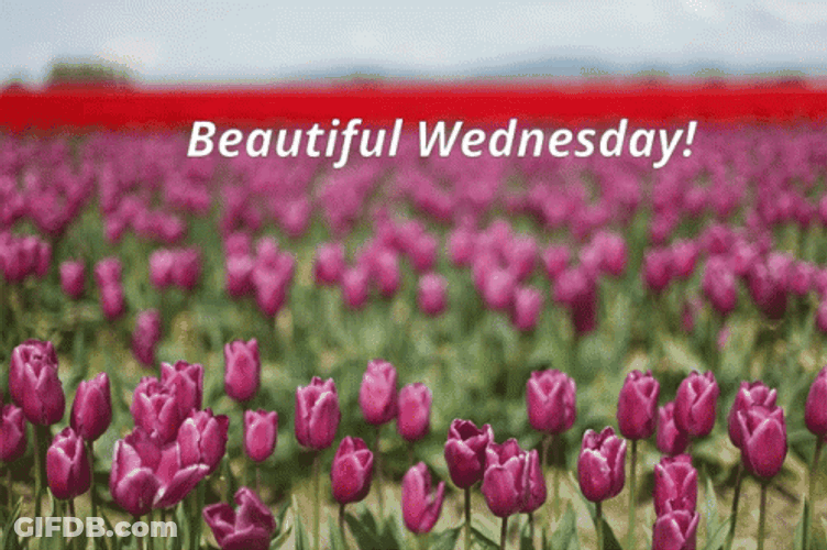 Beautiful Happy Wednesday Tulips GIF