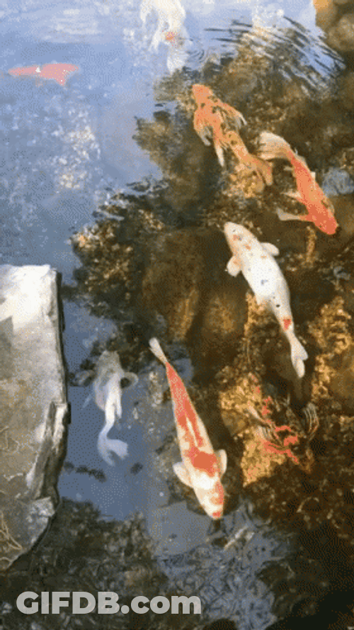 Beautiful Koi Fish Swimming GIF