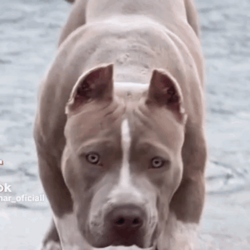 Beautiful Looking Pitbull GIF