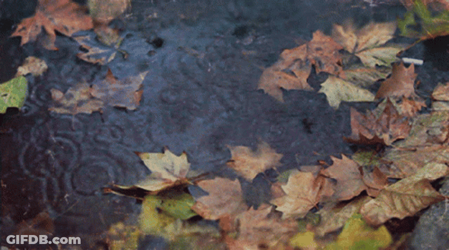 Beautiful Maple Leaf Showered By Rain GIF
