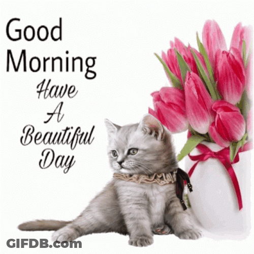 Beautiful Morning Cute Cat GIF