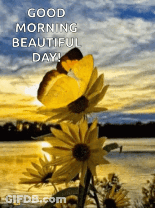 Beautiful Morning Flower Nature GIF