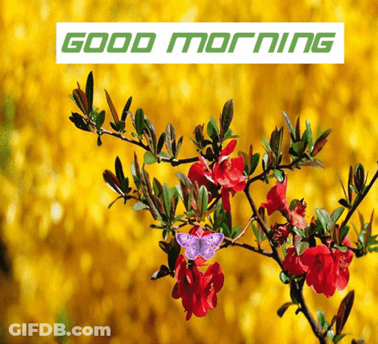 Beautiful Morning Purple Butterfly GIF