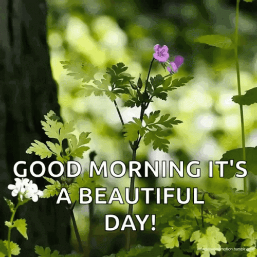 Beautiful Morning Purple Flower GIF