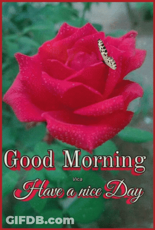 Beautiful Morning Red Rose GIF