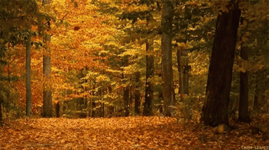 Beautiful Nature Fall Scenery GIF