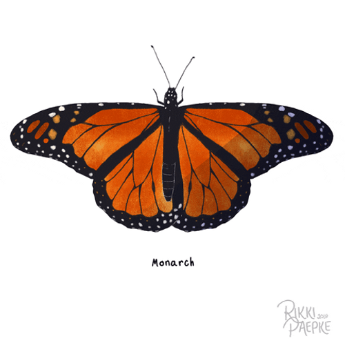 Beautiful Orange Moth Art GIF